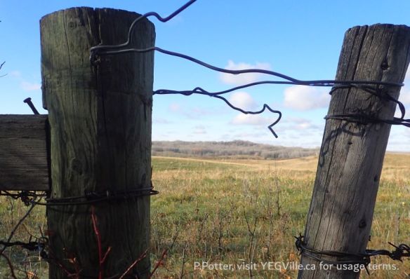 Looking East from NCC into the adjoining private land, West Boundary Trail, NCC+ Coyote Lake Complex, 2024-10-29, P. Potter.