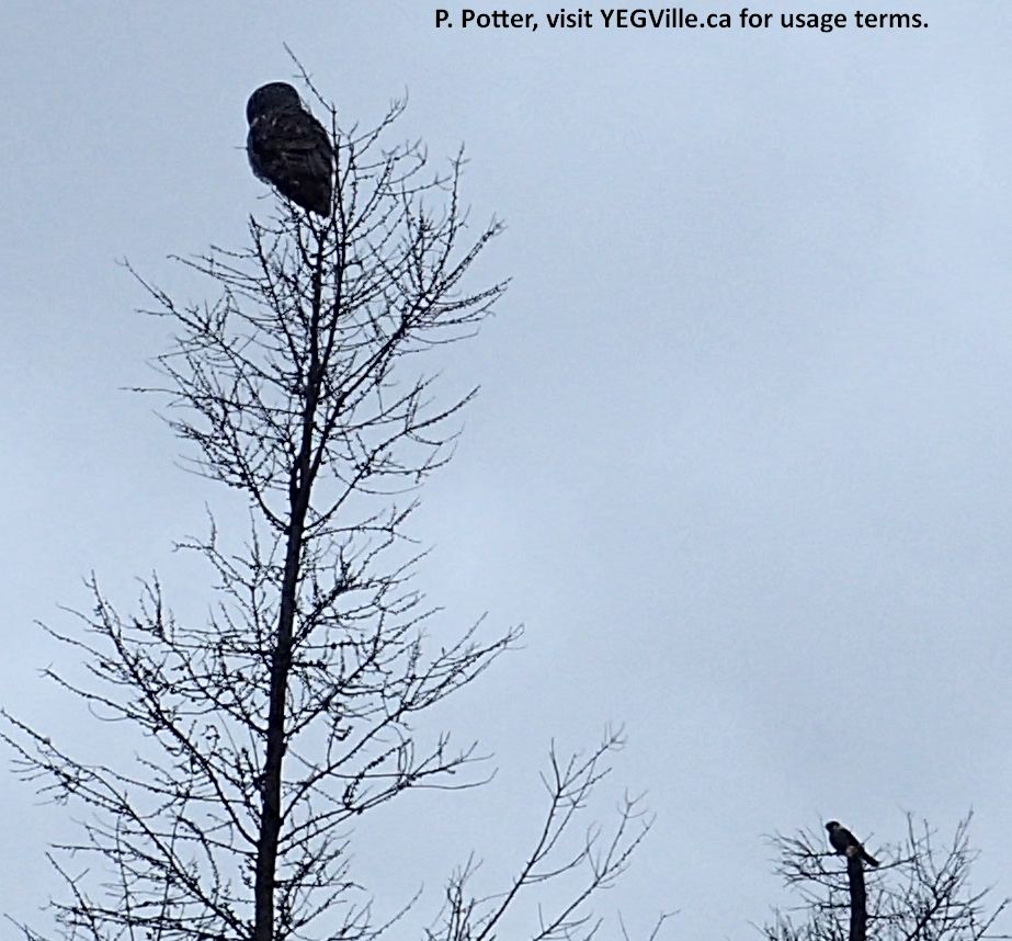 What appears to be a great horned owl and a likely a cedar waxwing; the owl was been kept at bay by the smaller bird, Halfway Lake NA (South Parcel), 2024-04-06, P. Potter.