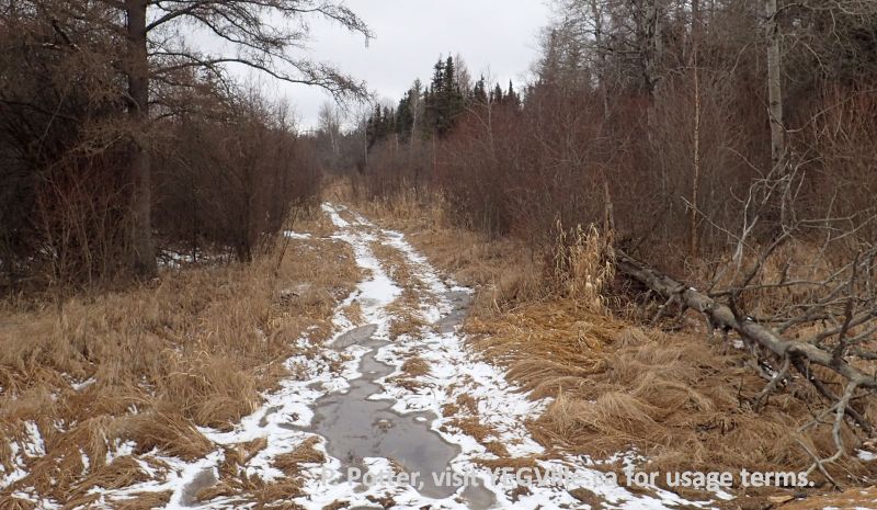 Looking South into the NA along an ATV track, Halfway Lake NA (South Parcel), 2024-04-06, P. Potter.