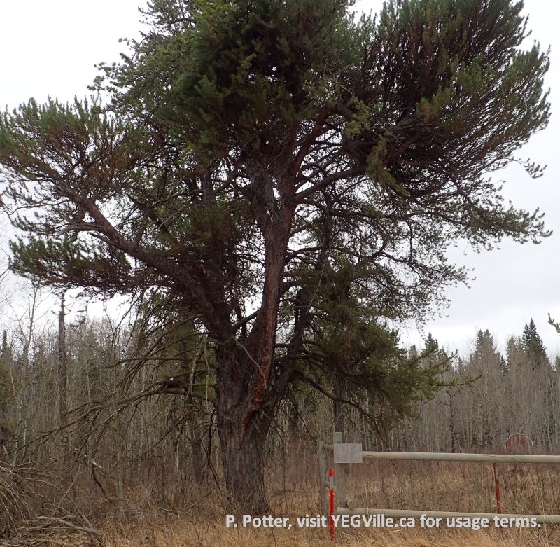 A large jack pine dominates the NW corner of the site, Halfway Lake NA (South Parcel), 2024-04-06, P. Potter.