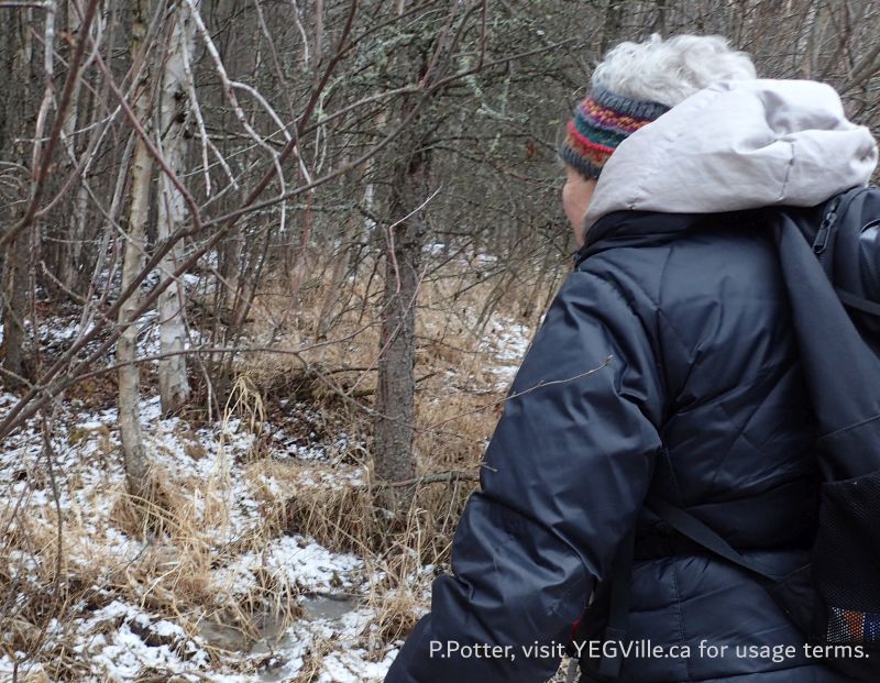 Patsy looking at typical peat wetland, RR231, Taylor Lake Natural Area, 2024-04-06, P. Potter.