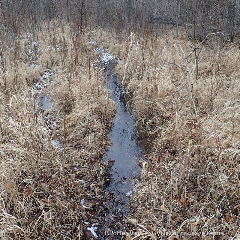 Animal track through the wet area, Taylor Lake Natural Area, 2024-04-06, P. Potter.