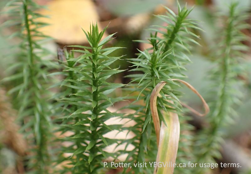 Close up view of the stiff club moss, Nestow NA, 2024-10-07, P. Potter.
