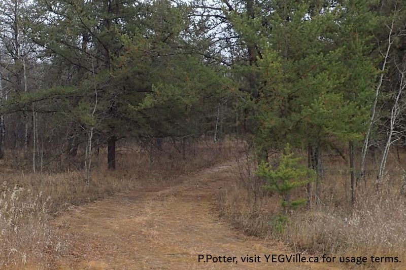 Looking east into the site from RR 240 at the NW corner, Halfway Lake Natural Area, 2024-04-06, P. Potter.