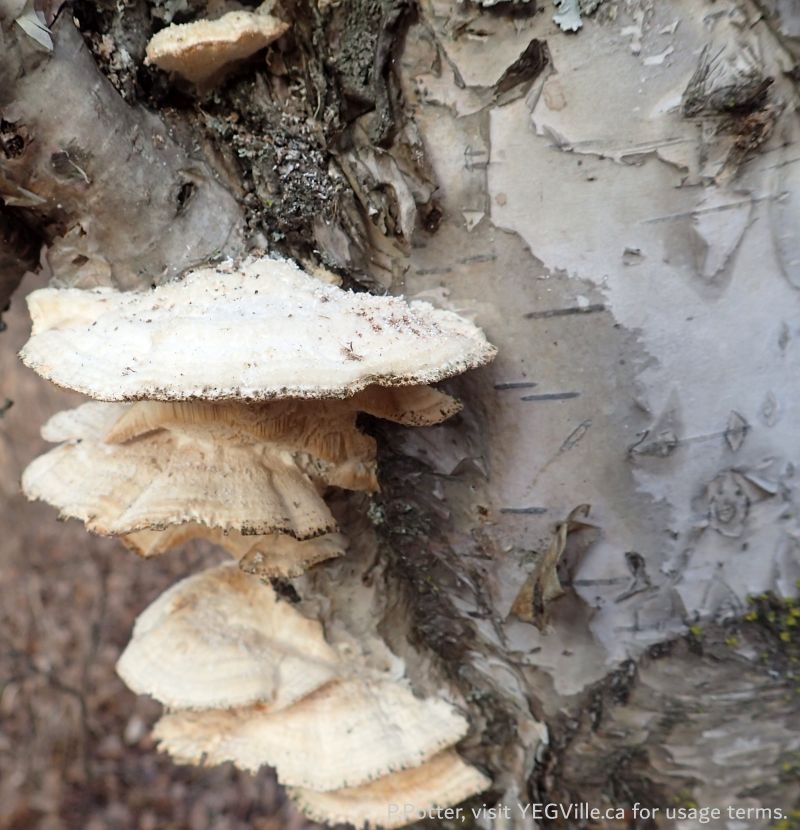 Fungus on a birch tree, Halfway Lake Natural Area, 2024-04-06, P. Potter.