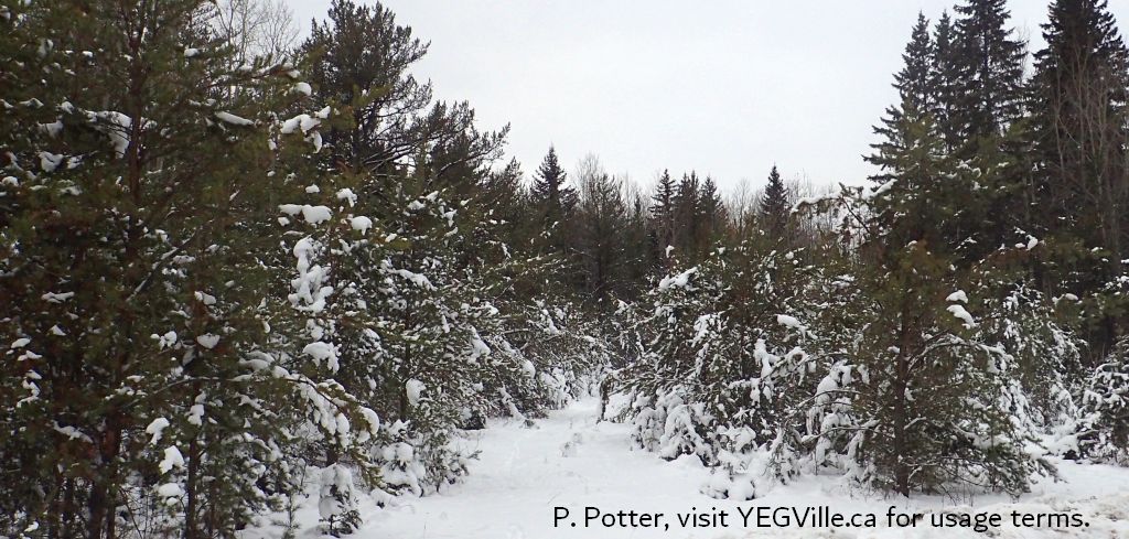 Entrance to a short trail that loops around itself, NW corner of the site, Anton Lk PNT-North, 2024-12-29, P. Potter.