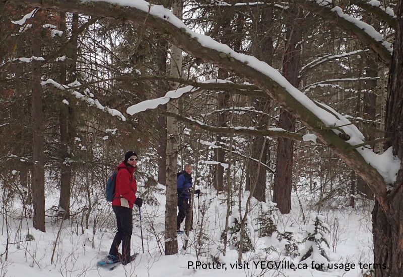 Going where the horses go - even if it is through the trees, Anton Lk PNT-North, 2024-12-29, P. Potter.