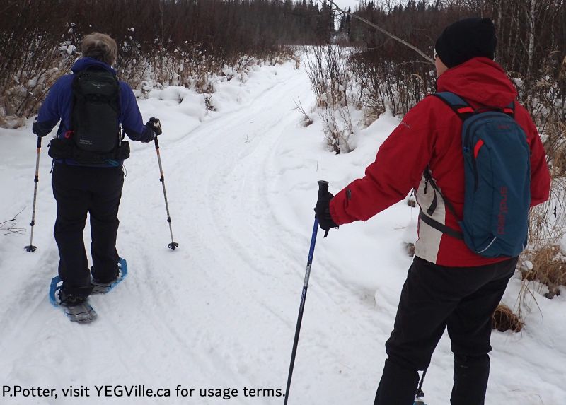 Looking North along the West boundary of the site, the track crosses the wet area, Halfway Lake NA - South, 2024-12-29, P. Potter.