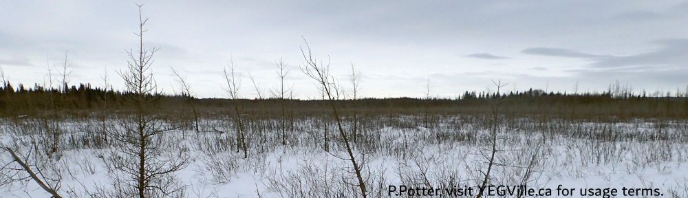 Looking West into the adjoining private land from the site's boundary, Halfway Lake NA - South, 2024-12-29, P. Potter.