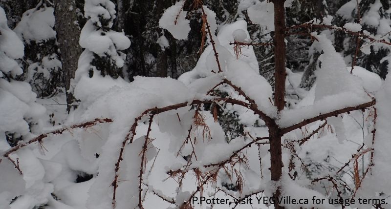 Despite shedding its needs, this Tamarac Tree still retains snow very well, Halfway Lake NA - South, 2024-12-29, P. Potter.