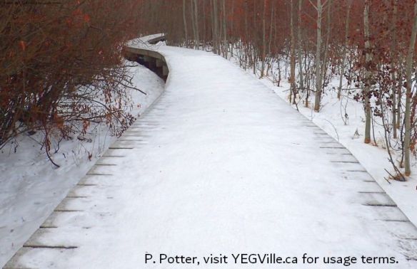 Curving boardwalk snaking through the site, Clifford E. Lee Sanctuary, 2020-12-26.