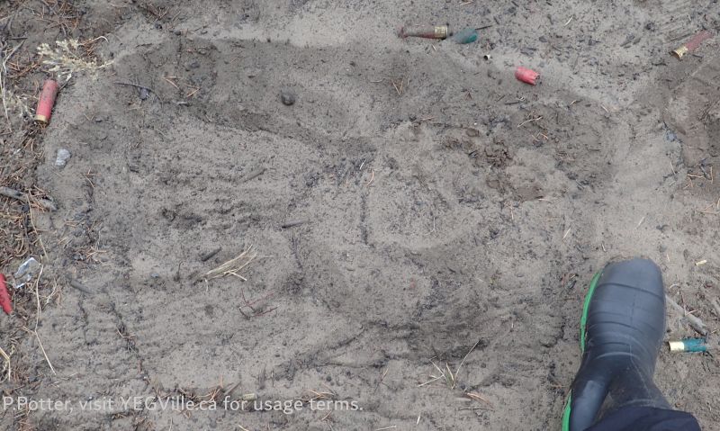 Second area excavated (size 10 boot on right), 2024-11-15, Redwater River NA (CBC Story), P. Potter.