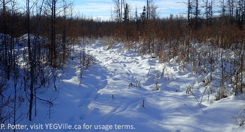 Looking roughly SE into the fen area of parcel, 2025-01-07, Clyde Fen NA, P. Potter