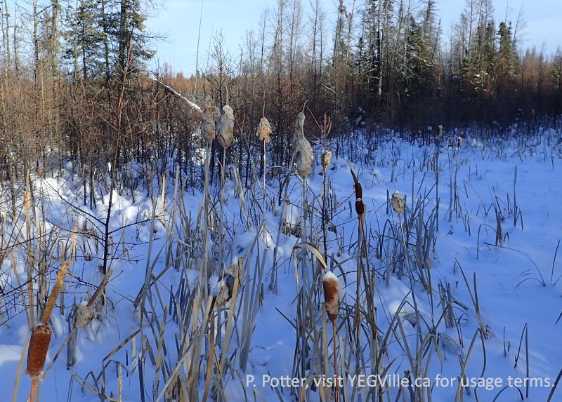 Upright bull rushes suggested limited ATV traffic on the old mine road, 2025-01-07, Clyde Fen NA, P. Potter