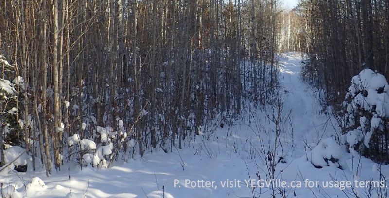 Looking East up a small rise, OHV traffic coming in from the old gravel pit, 2025-01-07, Clyde Fen NA, P. Potter