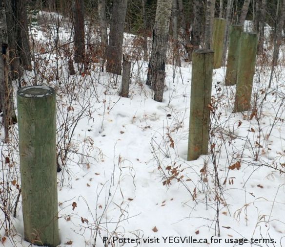 Looking west along the pillars erected north of the parking area as part of the trail reclamation efforts in the site, Genesee NA, 2025-01-15, P. Potter.