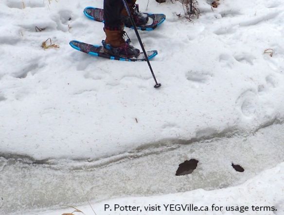 The ice in places, along the creek, is 'rotten', Genesee NA, 2025-01-15, P. Potter.