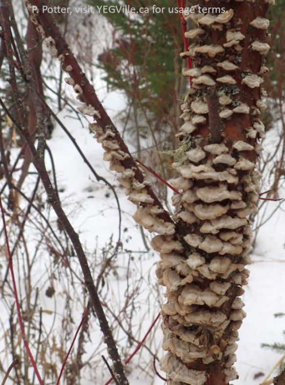 A 'plethora' of fungi, Genesee NA, 2025-01-15, P. Potter.