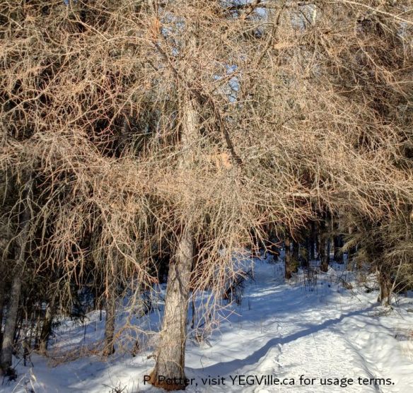 A larch tree stands guard over the trail heading North, Bunchberry Meadows, 2025-01-26, P. Potter.