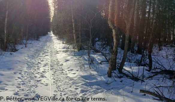 Looking South along the Tamarack Trail on a warm winter day, Bunchberry Meadows, 2025-01-26, P. Potter.