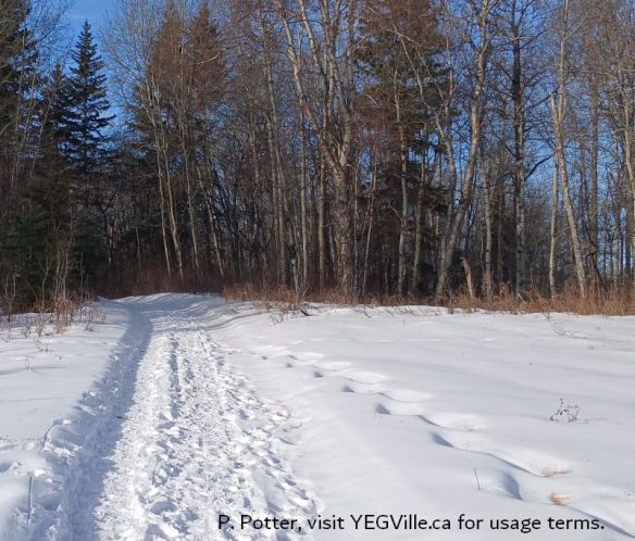 Well travelled Aspen Trail, looking East, Bunchberry Meadows, 2025-01-26, P. Potter.