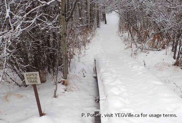 One of the many branching trails, Clifford E. Lee Nature Sanctuary, P. Potter.