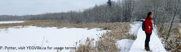 Enjoying a moment of winter solitude, Clifford E. Lee Nature Sanctuary, P. Potter.