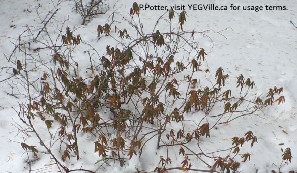 Labrador tea about ready to awake from its winter slumber; East portion of the parcel, Opal NA (West), 2025-02-21, P. Potter.