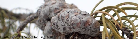 Jack pinecones waiting for the next forest fire, Opal NA (West), 2025-02-21, P. Potter.