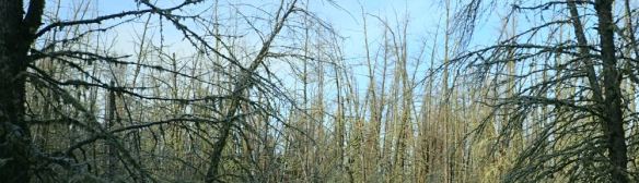 Spruce forest in its winter slumber, Imrie Park, 2020-12-11, P. Potter.
