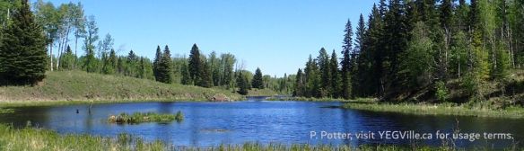 Looking East from RR 45 into the NA at a mature beaver pond, 2025-05-28, Anderson Creek NA, P. Potter.
