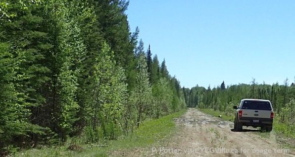 Looking south along RR 45 and the West boundary of the site, 2025-05-28, Anderson Creek NA, P. Potter.