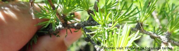 Close up detail of a Tamarack found on the western border of the OC well site, 2025-05-28, Wilson Creek NA, P. Potter.