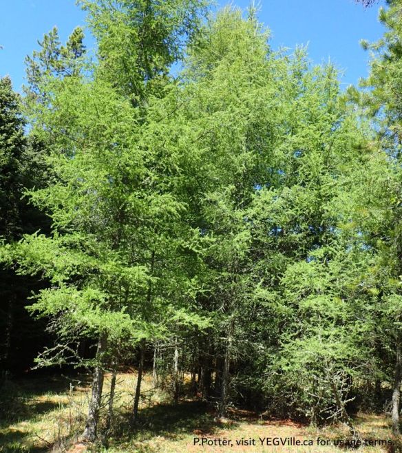 A healthy stand of tamarck trees on the western border of the well site in the OC, 2025-05-28, Wilson Creek NA, P. Potter.