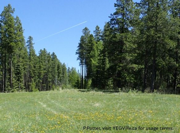 Faint outline of a vehicle traffic heading East along the cut line from the well site, 2025-05-28, Wilson Creek NA, P. Potter.