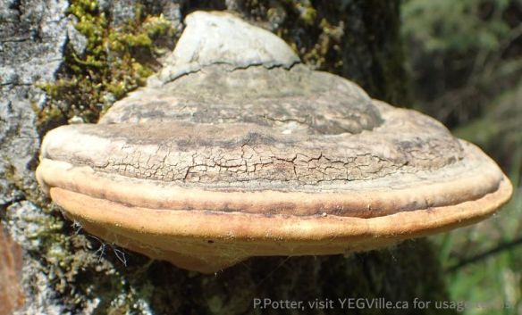A horse's hoof mushroom, 2025-05-28, Wilson Creek NA, P. Potter.