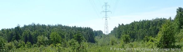 Looking South along the power line corridor running through the site, St. Francis NA-OC, P. Potter, 2025-06-07