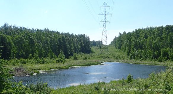 Looking South across a large beaver pond beneath the powerline corridor, St. Francis NA-OC, P. Potter, 2025-06-07