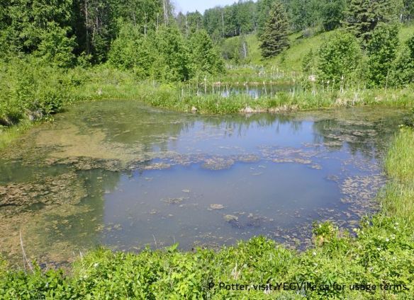Looking North across the upper and lower ponds created by beaver dams, St. Francis NA-OC, P. Potter, 2025-06-07