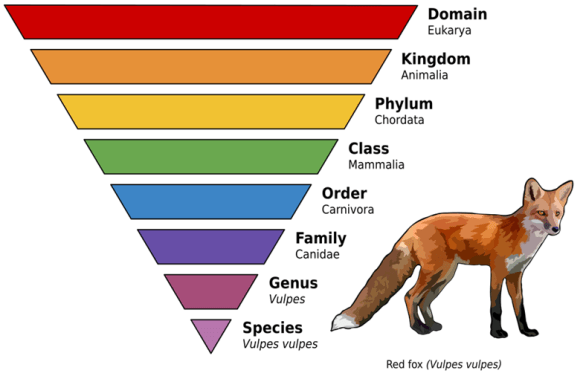 Taxonomic rank (source: https://en.wikipedia.org/wiki/Taxonomic_rank)