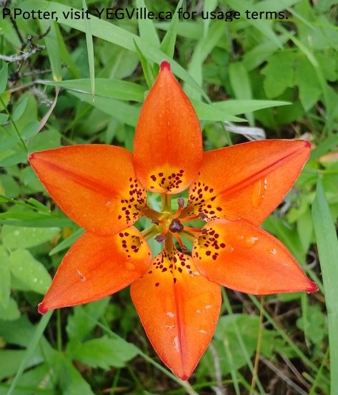 Wood Lily (Lilium philadelphicum), Majeau Lake NA (North-OC), 2025-07-03, P. Potter.