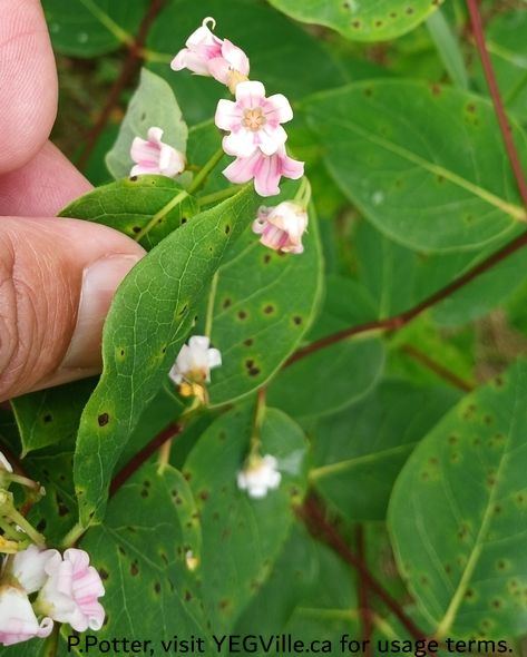 Spreading Dogbane (Apocynum androsaemifolium), Majeau Lake NA (North-OC), 2025-07-03, P. Potter.