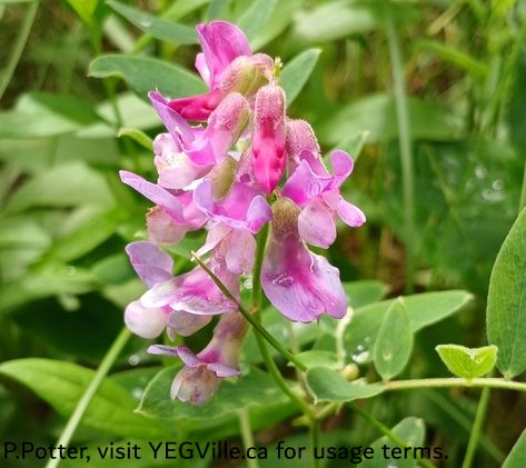 Veiny Pea (Lathyrus venosus), Majeau Lake NA (North-OC), 2025-07-03, P. Potter.