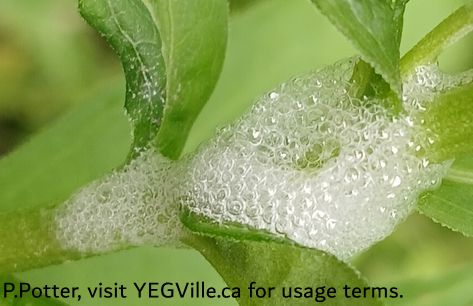 A cocoon created by a spittlebug nymph. They excrete a substance from their anus, along with air, which creates this protective covering; Genus Philaenus, Majeau Lake NA (North-OC), 2025-07-03, P. Potter.