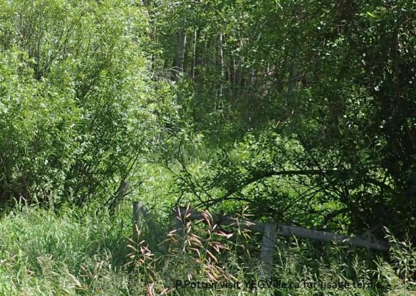 Looking East into the SW corner of the site from RR 34, Majeau Lake NA (North-OC), 2025-07-03, P. Potter.