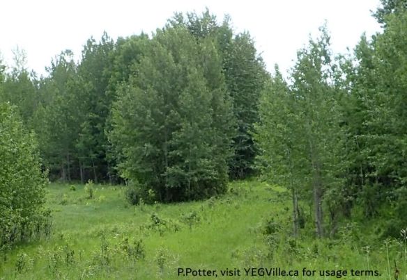 Looking SE into a large clearing, possibly where the gas pipeline right away branches, Majeau Lake NA (North-OC), 2025-07-03, P. Potter.