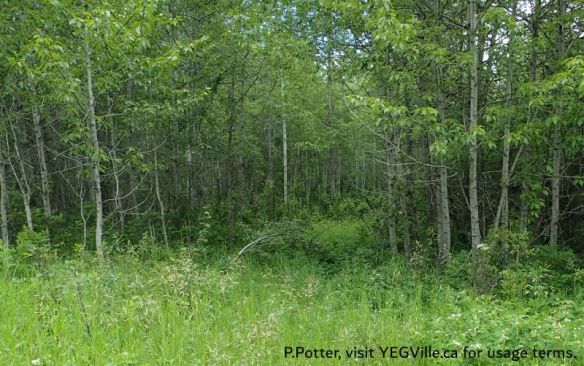 Looking West from the pipeline corridor at an overgrown track heading West into the site, Majeau Lake NA (North-OC), 2025-07-03, P. Potter.