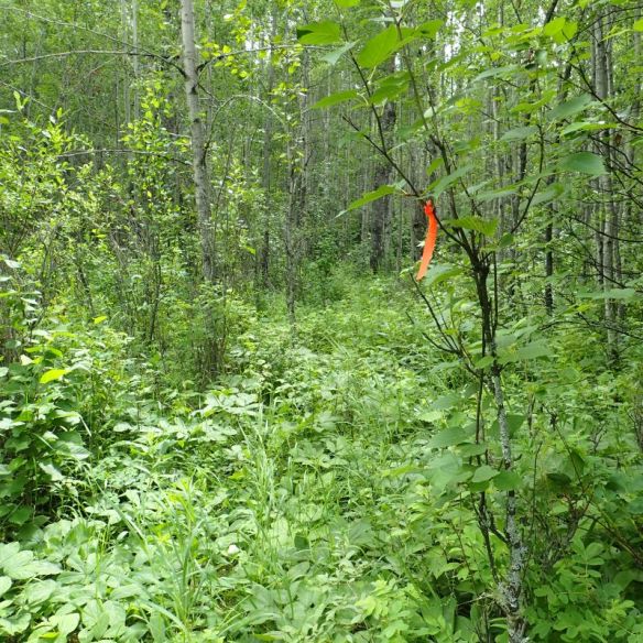 Surveryors tape suggests an attempt to extend the ATV track in the area, Majeau Lake NA (North-OC), 2025-07-03, P. Potter.