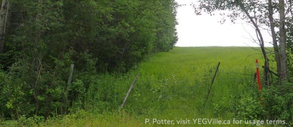 Looking South along the West border of the site from TWP 573, Pembina River (South), 2025-07-04, P. Potter.