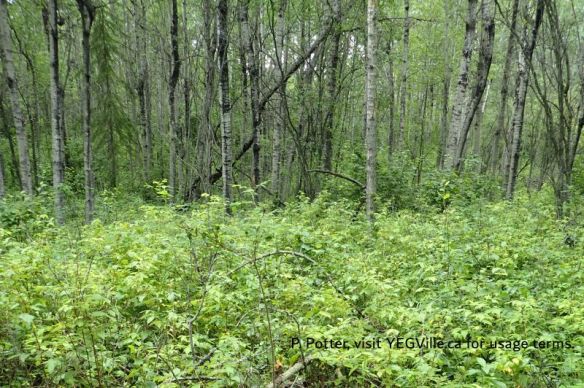 Thick forest ground cover of the site, looking East, Pembina River (South), 2025-07-04, P. Potter.
